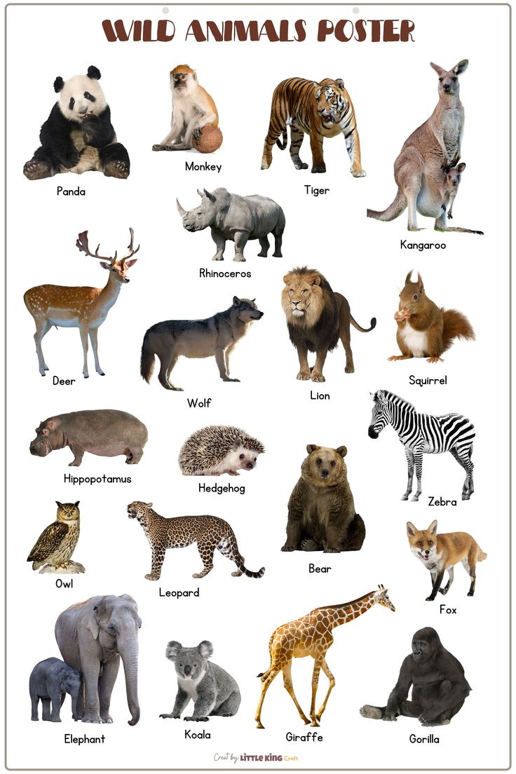 posters of animals